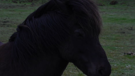 Black-Icelandic-Horse-in-Pasture,-Close-Up