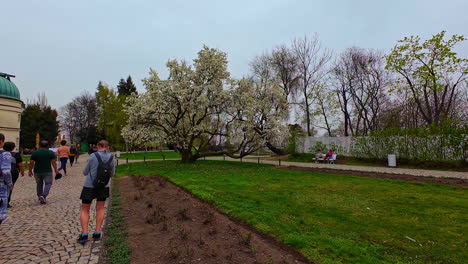 Parque-Primavera-Praga-República-Checa-Flor-árbol-Magnolia-Rosa-Flores-Blancas