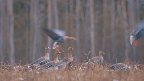 Brown-geese-graze-in-a-meadow