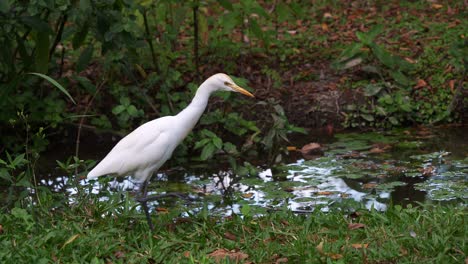 Great-egret,-ardea-alba-foraging-by-the-pond-at-Daan-Forest-Park,-Taipei,-Taiwan,-slow-motion-close-up-shot
