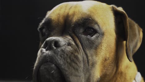 A-boxer-dog's-inquisitive-gaze-is-captured-against-a-black-backdrop,-symbolizing-the-bond-between-domesticated-animals-and-their-beloved-human-companions