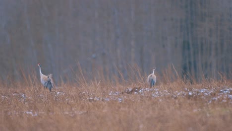 Kraniche-Auf-Ihrem-Weg-In-Die-Luft