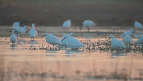 Flock-of-Egrets-Fishing-in-Wetland-Area-in-Sunrise-of-Winter