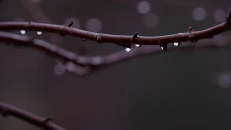 Dewdrops-On-Twigs-In-Forest.-Selective-Focus-Shot