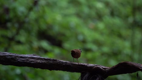 Un-Pájaro-Charlatán-Javanés-De-Capa-Negra-Y-Plumas-Marrones-Posado-Y-Caminando-Sobre-El-árbol