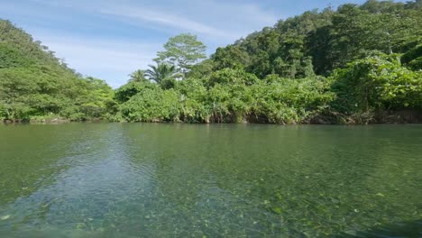 Tropical-Rainforest-in-Wasai-At-the-bank-of-Kali-Biru-In-Raja-Ampat,-National-Reserve,-Indonesia