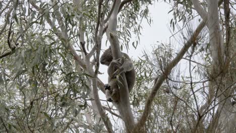 Ein-Großer-Australischer-Männlicher-Koala-Klammert-Sich-Fest-An-Einen-Eukalyptusbaum,-Der-Im-Wind-Schwankt