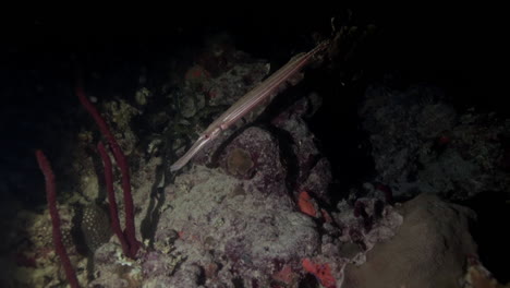 Tracking-trumpet-fish-in-the-dark-waters-of-the-Caribbean-Sea