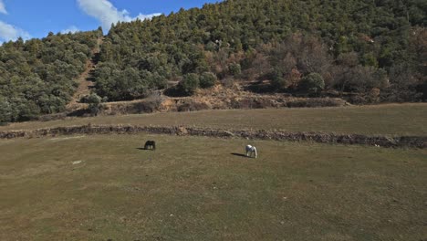 Horses-graze-eat-grass-Spanish-agricultural-fields-coastal-hills-Drone-Aerial-panoramic-view-in-morning-skyline,-pale-green-forest-with-pathwalk-between-trees
