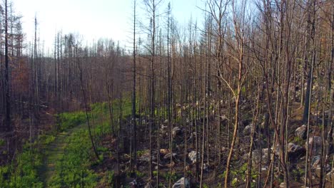 Aerial-circle-shot-of-pine-trees-stripped-of-leaves-going-up-a-hill-being-illuminated-by-the-sun