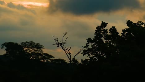 Siluetas-Del-Entorno-Del-Bosque-Tropical-Al-Atardecer,-Drongo-Y-Palomas