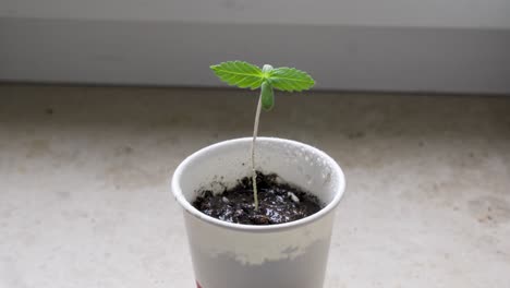 Eine-Kleine-Cannabispflanze-Wird-Mit-Wasser-Besprüht