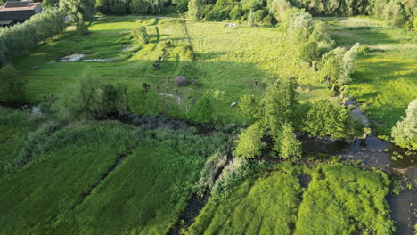 Downward-Tilt-Aerial-Reveals-Huts-and-Lush-Grassland-in-Natural-Reserve-of-Bourgoyen-Ossemeersen,-Ghent