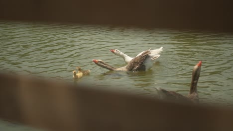 Familia-De-Patos-Nadando-En-El-Lago,-Estilo-De-Vida-Animal