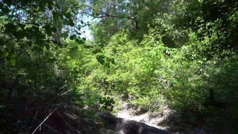 This-is-a-video-of-a-sandy-pathway,-going-through-to-forest,-with-thick-brush-and-trees,-swaying-in-the-wind