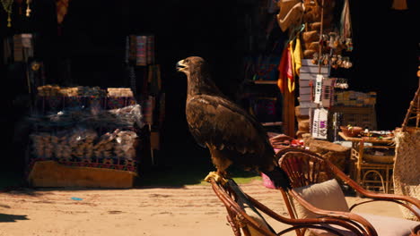 Egyptian-hawk-falcon-perched-on-a-chair-inside-Siwa-oasis