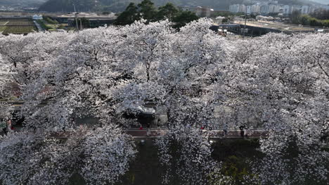 Aerial-view-cherry-blossom-trees-lining-road-in-Gyeongju,-South-Korea