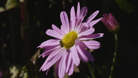 Miel-De-Abeja-Arrastrándose-Sobre-Una-Sola-Margarita-De-Michaelmas,-En-Un-Día-Soleado-Y-Brillante