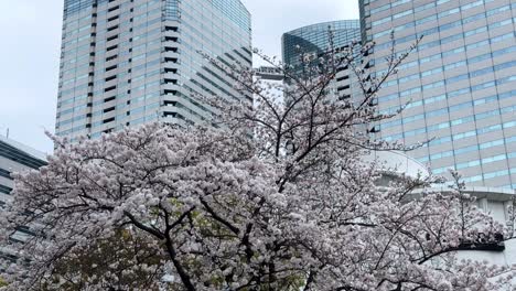 árboles-De-Sakura-Flor-De-Cerezo-Primavera-Japón-Altos-Rascacielos-Edificios-Fondo-En-El-Centro-De-Yokohama