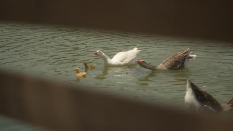 Disparo-Detrás-De-La-Cámara-De-La-Valla-Mirando-Patos-Nadando-Juntos-En-Un-Estanque