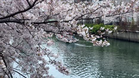 Ramas-De-Los-árboles-De-Sakura-Sobre-Un-Barco-Navegando-Por-El-Río-Ookagawa-Ooka-Temporada-De-Flor-De-Cerezo-De-Yokohama-Con-Tren-Urbano,-Calles-En-El-Fondo-Del-Centro