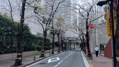 Oficinista-Camina-Por-Las-Calles-Japonesas-En-La-Atmósfera-De-Los-árboles-De-Sakura-En-Flor-De-Cerezo-De-Yokohama