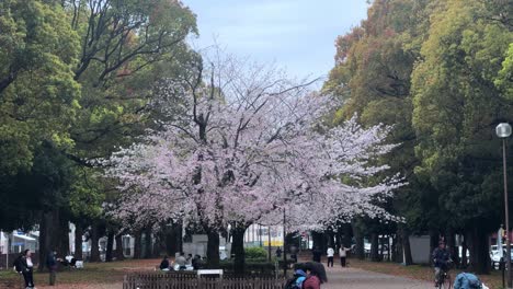 Sakura-blossomed-pink-flower-tree-at-urban-park,-Japanese-cityscape-people-relax-at-Yokohama-city-in-spring