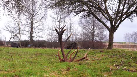 Set-of-large-deer-antlers-lay-on-green-grass-field,-Latvian-countryside