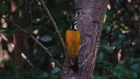 Pickt-Auf-Der-Rinde-In-Der-Nähe-Des-Lochs,-Wo-Es-Maden-Zu-Fressen-Gibt,-Gewöhnlicher-Flammenrücken,-Dinopium-Javanense,-Weiblich,-Thailand