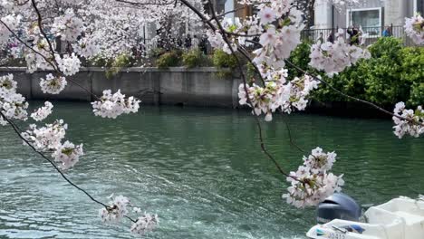 Sailing-motorboat-below-sakura-cherry-blossom-flowers-at-japanese-ookagawa-river-yokohama-travel-landscape