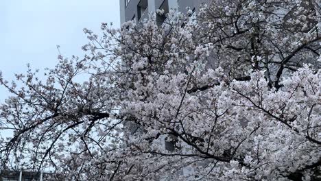 Juegos-Panorámicos-Del-Parque-Urbano-Con-árboles-De-Sakura,-Cerezos-En-Flor,-Espacio-Habitable-De-Arquitectura-Moderna-Japonesa-En-Yokohama.