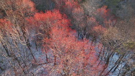 Appalachen-Im-Frühling,-Rote-Ahornbäume-Im-Schnee