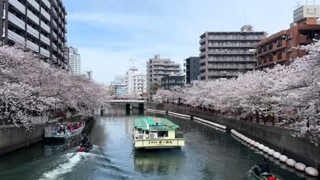 Boat-Cruise-sailing-along-Ookagawa-Promenade-cherry-blossom-sakura-cityscape-water-waving-landscape,-sightseeing-destination-at-Yokohama-city-Japan-in-spring