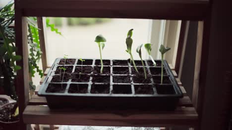 Seedlings-Planted-And-Growing-In-A-Small-Square-Pot-Indoor