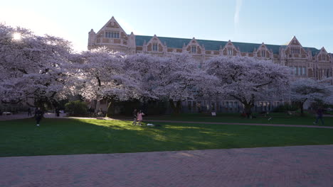 Gente-Caminando-En-Medio-De-Cerezos-En-Flor-En-La-Universidad-De-Washington.