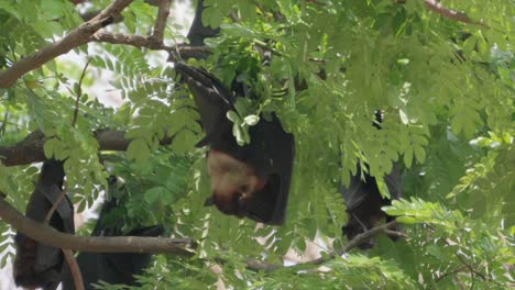Murciélagos-Frugívoros-Colgando-De-Los-árboles-Vista-De-Cerca-En-Kolhapur