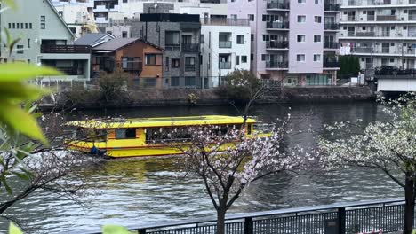 Sailing-boat-travels-Yokohama-river-traditional-architecture-sakura-cherry-blossom-landscape-at-ookagawa-Ooka-waterscape