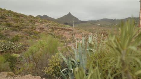 Dry-southern-Tenerife-rocky-landscape-with-desert-plants-growing-in-spring,-Canary-Islands,-Spain