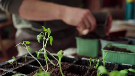 Gardener-Transplanting-Seedlings-In-The-Pot