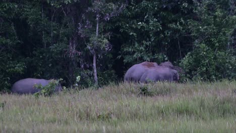 De-Vuelta-Con-Un-Poco-De-Tierra-Mientras-Se-Alimentan-Juntos-En-Las-Afueras-Del-Bosque,-Elefante-Indio-Elephas-Maximus-Indicus,-Tailandia