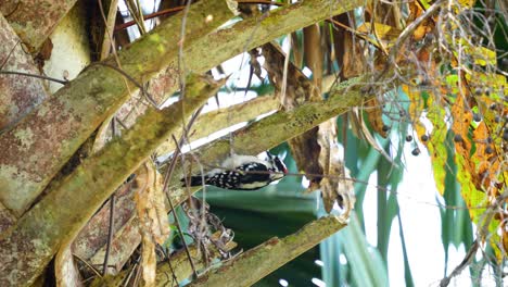 Male-downy-woodpecker-eating-insects-out-of-trunk-of-palm-tree-in-Florida-4k