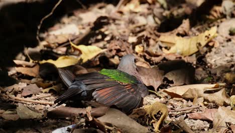 Facing-right-bathing-under-the-morning-sun-on-the-ground-with-dried-leaves,-Asian-Emerald-Dove-Chalcophaps-indica,-Thailand