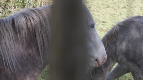 Irish-Brown-Mare-Horse-On-Fields-In-Rural-County-Meath,-Ireland