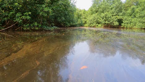 POV-En-Un-Río-Sucio,-A-Través-De-Un-Bosque-De-Manglares-En-São-Tomé,-África