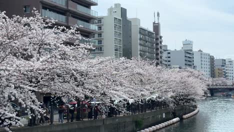 Paisaje-Urbano-Frente-Al-Mar-Con-árboles-De-Sakura-Cerezos-En-Flor-Ookagawa-Río-Ooka-Cielo-Barco-Navegando-Primavera-Japonesa