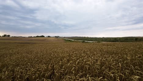 FPV-Drone-Shot,-Flying-Low-Above-Wheat-Crops-in-Big-Agricultural-Fields