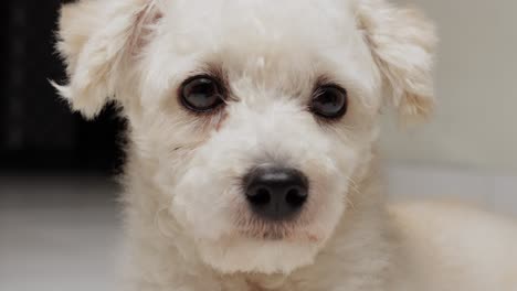 A-sharp-shake-of-the-head-and-the-sniff-of-a-toy-poodle