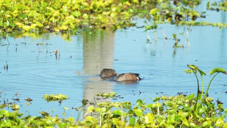 Pato-Cerceta-De-Alas-Azules-Par-Hembra-Macho-Incursionando-Y-Comiendo-En-Humedales-Pantanosos-De-Florida-4k