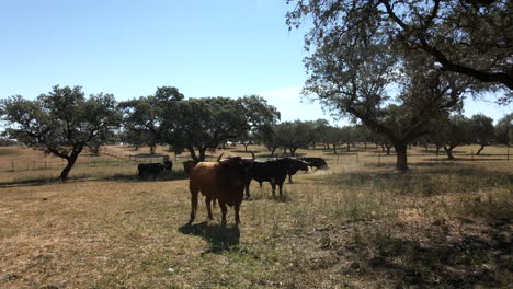 Imágenes-De-4.000-Drones-De-Un-Toro-En-Un-Campo