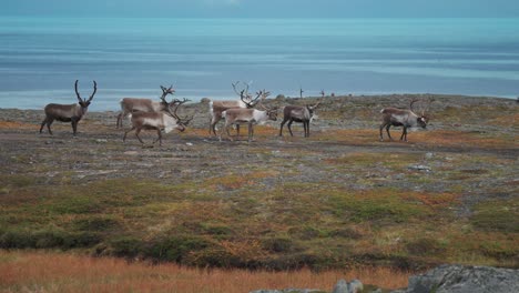 Eine-Herde-Rentiere-Trabt-Durch-Die-Herbstliche-Tundra-An-Der-Küste-Des-Fjords